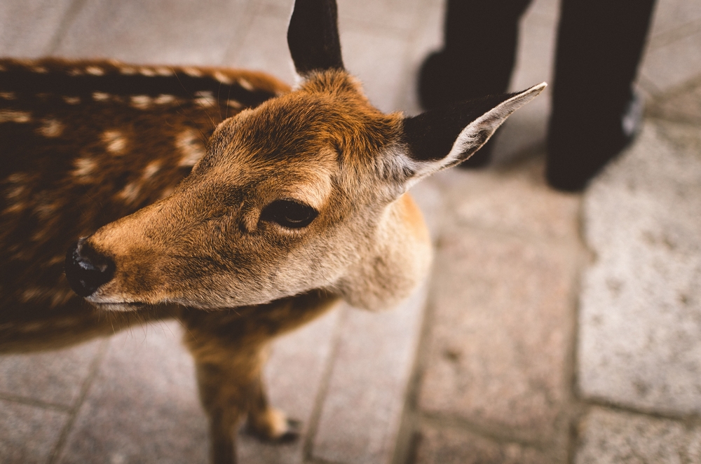Bambi en Japón